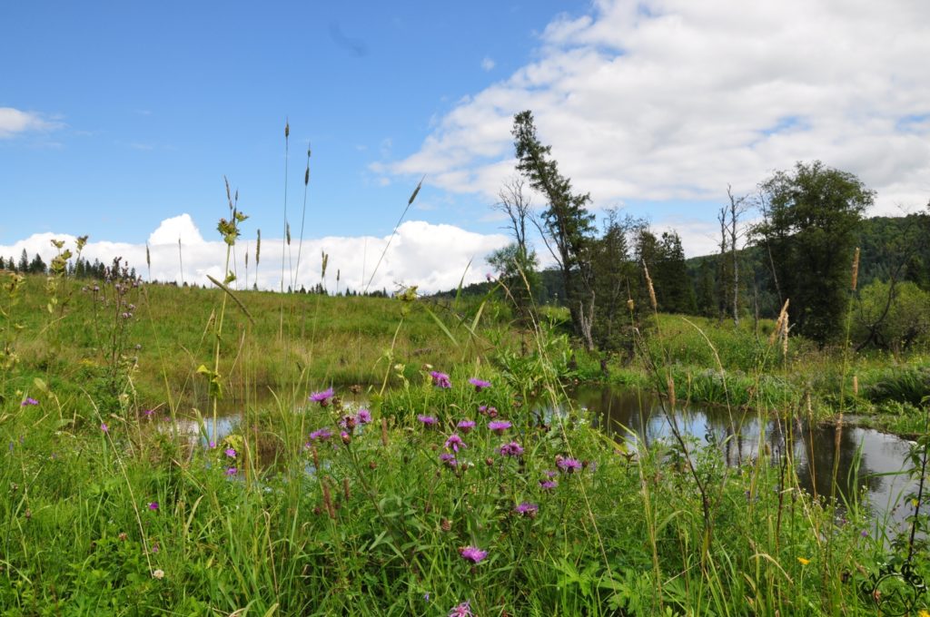 Bukowiec – Beniowa – Sianki